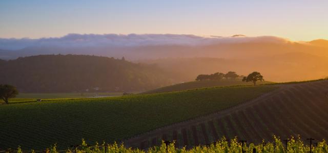 Napa Valley
